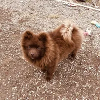 Kuma, a male Pomeranian for sale in Harrogate, TN – Photo 6 of 10