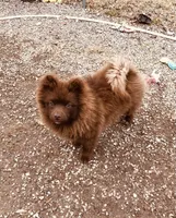 Kuma, a male Pomeranian for sale in Harrogate, TN – Photo 6 of 10