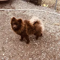 Kuma, a male Pomeranian for sale in Harrogate, TN – Photo 5 of 10