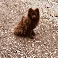 Kuma, a male Pomeranian for sale in Harrogate, TN – Photo 2 of 10