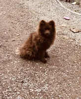 Kuma, a male Pomeranian for sale in Harrogate, TN – Photo 2 of 10