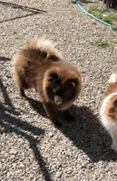 Kuma, a male Pomeranian for sale in Harrogate, TN – 6 of 10