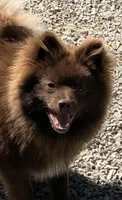 Kuma, a male Pomeranian for sale in Harrogate, TN – 3 of 10
