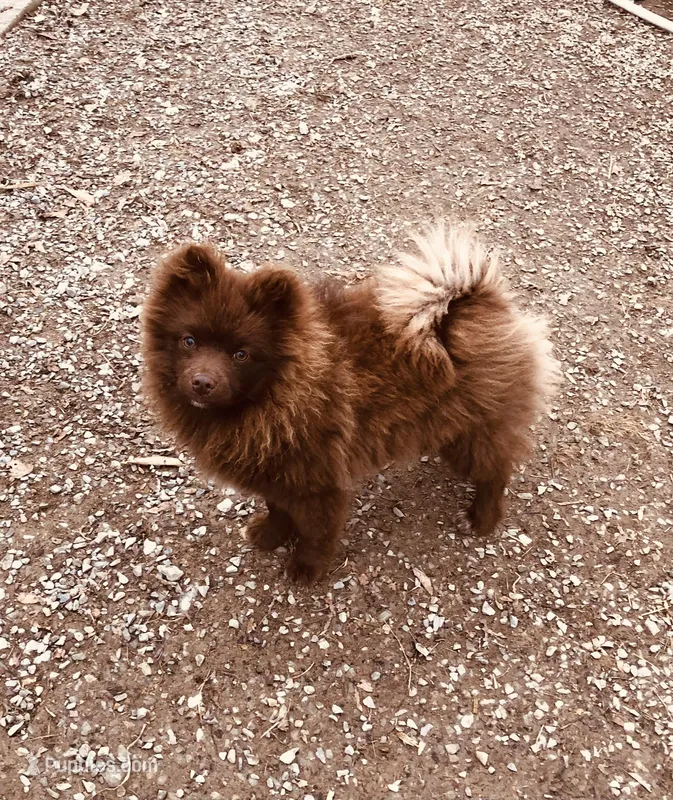 Kuma, a male Pomeranian for sale in Harrogate, TN – Photo 1 of 10