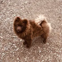 Kuma, a male Pomeranian for sale in Harrogate, TN – Photo 1 of 10