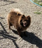 Kuma, a male Pomeranian for sale in Harrogate, TN – 2 of 10