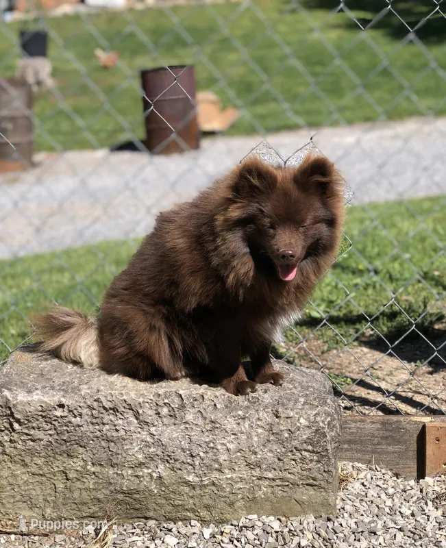 Kuma – Pomeranian puppy for sale in Harrogate, TN