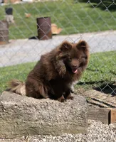 Kuma, a male Pomeranian for sale in Harrogate, TN – 1 of 10