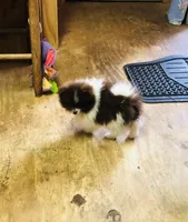 Tike, a male Pomeranian for sale in Harrogate, TN – Photo 9 of 10