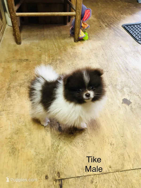 Tike – Pomeranian puppy for sale in Harrogate, TN