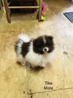 Tike, a male Pomeranian for sale in Harrogate, TN – Photo 1 of 10