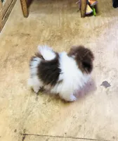 Tike, a male Pomeranian for sale in Harrogate, TN – Photo 4 of 10