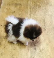 Tike, a male Pomeranian for sale in Harrogate, TN – Photo 2 of 10