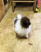 Tike, a male Pomeranian for sale in Harrogate, TN – Photo 3 of 10
