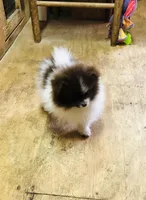 Tike, a male Pomeranian for sale in Harrogate, TN – Photo 6 of 10