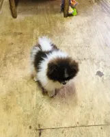 Tike, a male Pomeranian for sale in Harrogate, TN – Photo 8 of 10