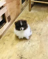 Tike, a male Pomeranian for sale in Harrogate, TN – Photo 7 of 10