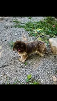 Denton, a male Shih Tzu for sale in Harrogate, TN – 4 of 10