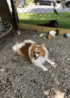 Brawler, a male Pomeranian for sale in Harrogate, TN – 3 of 10