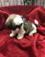 Sara, a female Shih Tzu for sale in Harrogate, TN – Photo 10 of 10