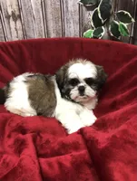Sara, a female Shih Tzu for sale in Harrogate, TN – Photo 8 of 10