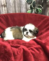 Sara, a female Shih Tzu for sale in Harrogate, TN – Photo 1 of 10