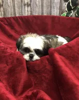 Sara, a female Shih Tzu for sale in Harrogate, TN – Photo 4 of 10