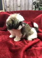 Sara, a female Shih Tzu for sale in Harrogate, TN – Photo 5 of 10