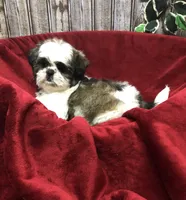 Sara, a female Shih Tzu for sale in Harrogate, TN – Photo 6 of 10