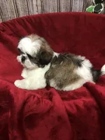 Sara, a female Shih Tzu for sale in Harrogate, TN – Photo 2 of 10
