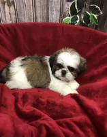 Sara, a female Shih Tzu for sale in Harrogate, TN – Photo 7 of 10