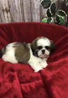 Sara, a female Shih Tzu for sale in Harrogate, TN – Photo 3 of 10