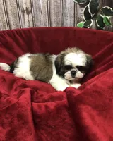 Sara, a female Shih Tzu for sale in Harrogate, TN – Photo 9 of 10