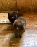 Razzie, a male Pomeranian for sale in Harrogate, TN – 4 of 9
