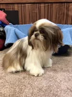 Morrie, a male Shih Tzu for sale in Harrogate, TN – 6 of 10