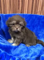 Rex, a male Shih Tzu for sale in Harrogate, TN – 3 of 10