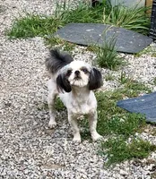 Winfield, a male Shih Tzu for sale in Harrogate, TN – 5 of 9