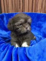 Rex, a male Shih Tzu for sale in Harrogate, TN – 4 of 10