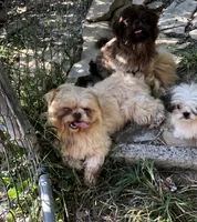 Rusty , a male Shih Tzu for sale in Harrogate, TN – 7 of 9