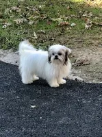 Dolly, a female Shih Tzu for sale in Harrogate, TN – 5 of 10