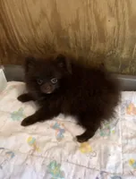 Doodle, a male Pomeranian for sale in Harrogate, TN – 4 of 10