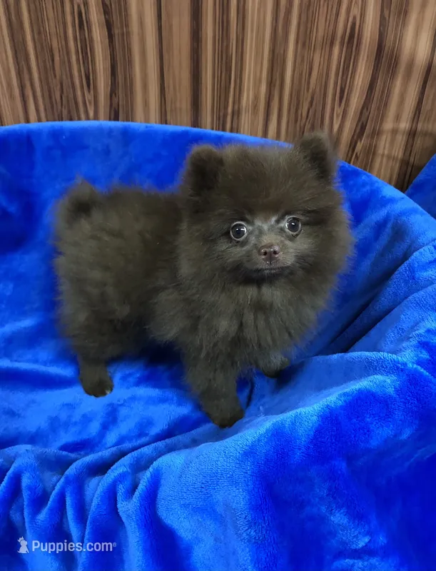 Razzie – Pomeranian puppy for sale in Harrogate, TN
