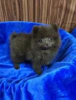 Razzie, a male Pomeranian for sale in Harrogate, TN – 1 of 8