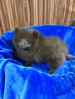 Razzie, a male Pomeranian for sale in Harrogate, TN – 3 of 8