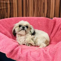 Mille, a female Shih Tzu for sale in Harrogate, TN – Photo 7 of 8