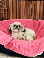 processed/96502fcc-5d4c-436b-9d7e-0e4b5073b762/listing/34bafd31-ad5b-446e-8aeb-7efd04842230/3e09c221-a00a-442b-984e-6a208727c4e1