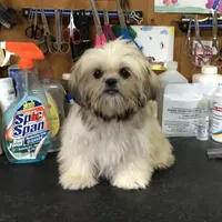 Mille, a female Shih Tzu for sale in Harrogate, TN – Photo 8 of 8