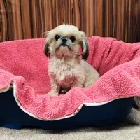 Mille, a female Shih Tzu for sale in Harrogate, TN – Photo 3 of 8