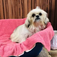 Mille, a female Shih Tzu for sale in Harrogate, TN – Photo 2 of 8