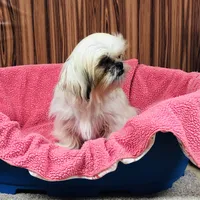 Mille, a female Shih Tzu for sale in Harrogate, TN – Photo 5 of 8